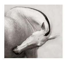Laurence Guillem - "Prana Mare" 29.5x32