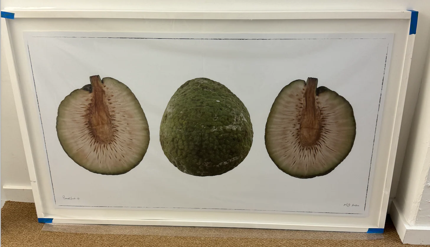 Martin Lewis Bread Fruit Triptych Unframed 56X32